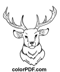 Hjortehoved farvelægning side