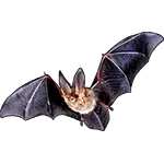 Realistický netopýr